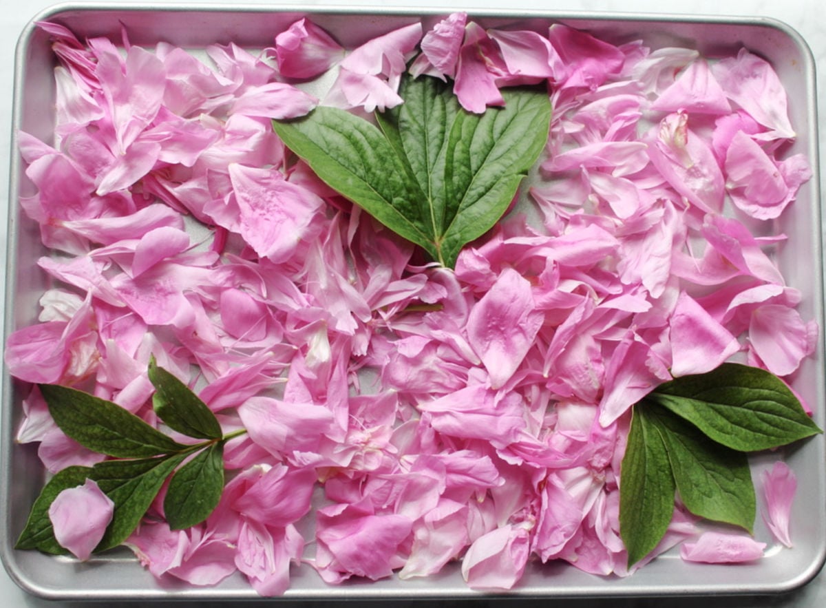 peony flower petals drying on a tray.