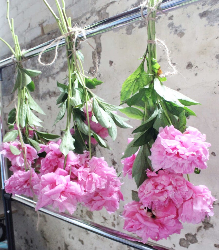 freshly cut peonies hanging on a rod in a basement.