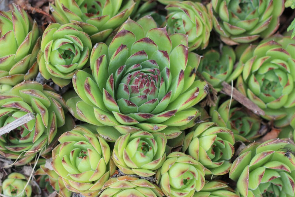 tight group of hens and chicks growing outdoors.