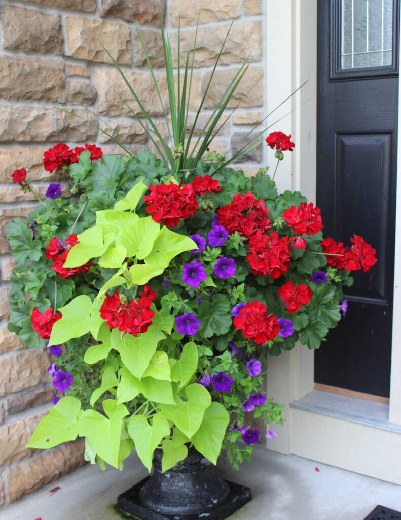 red geranium planter with sweet potato vine and purple geraniums.