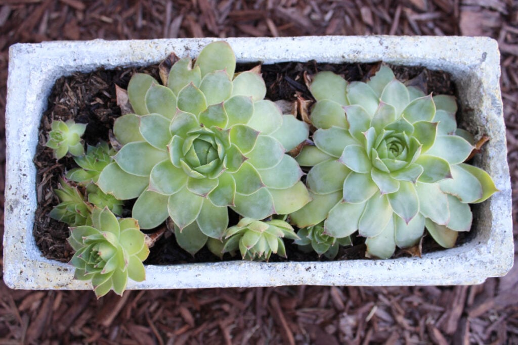 small cement container for some hens and chicks.