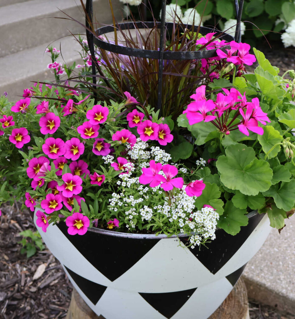 large planter with pink geraniums