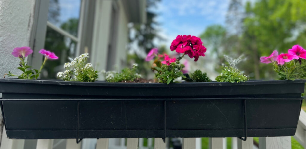 pink geraniums with dusty miller