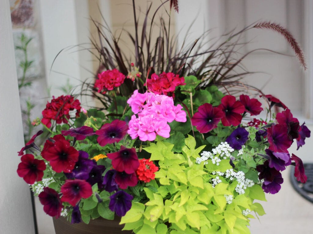 front door planter with pink geraniums, sweet potato vines, deep red petunias and purple fountain grass