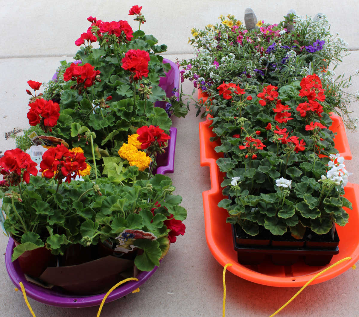 two sleds full of plants for planters.  Includes red geraniums, marigolds and other colorful blooming flowers