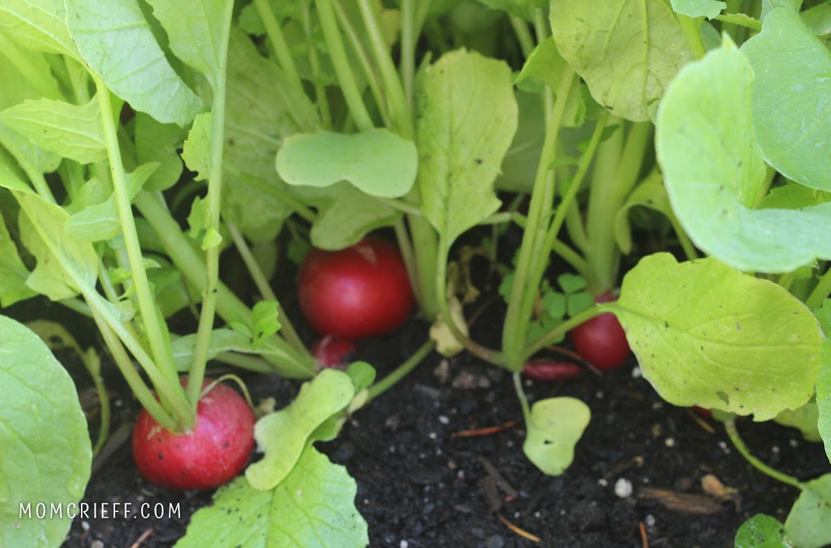 Fully grown radishes in the ground ready to be harvested.