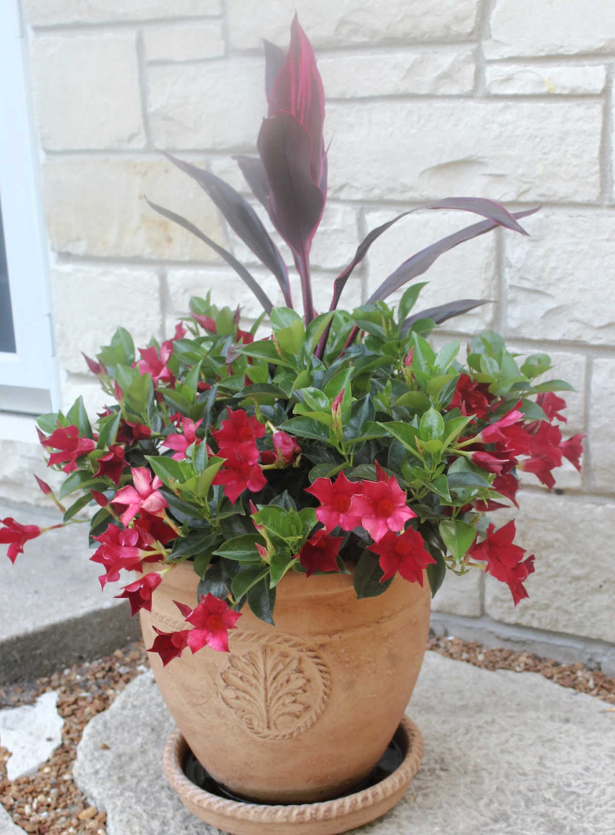 planter with red flowers and tall leafy thriller plant in center.