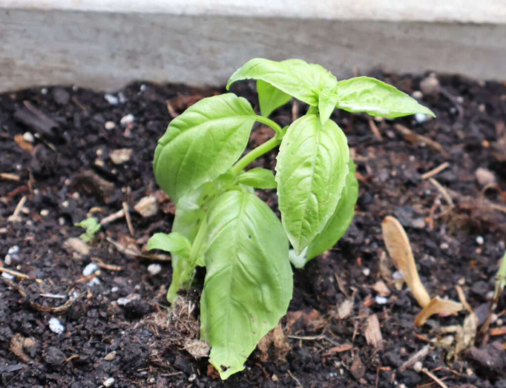 planting a basil plant in the garden