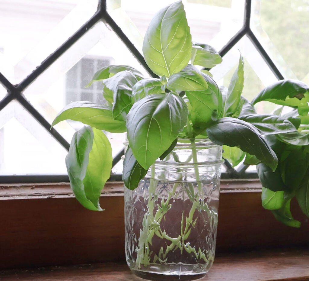 jar with basil cuttings