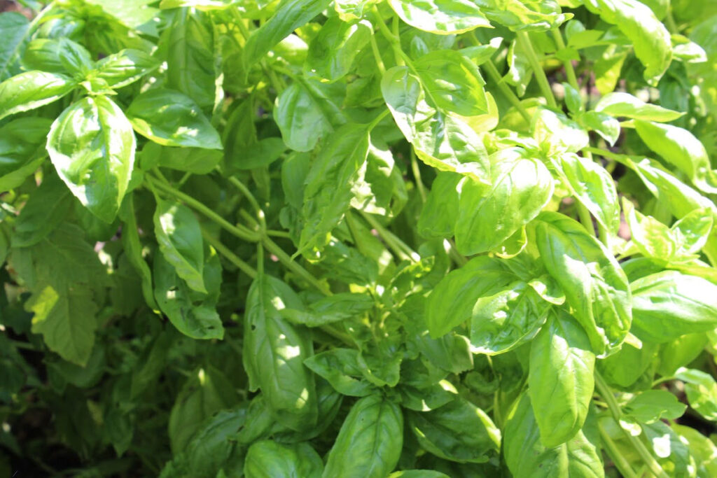 abundance of basil in my garden