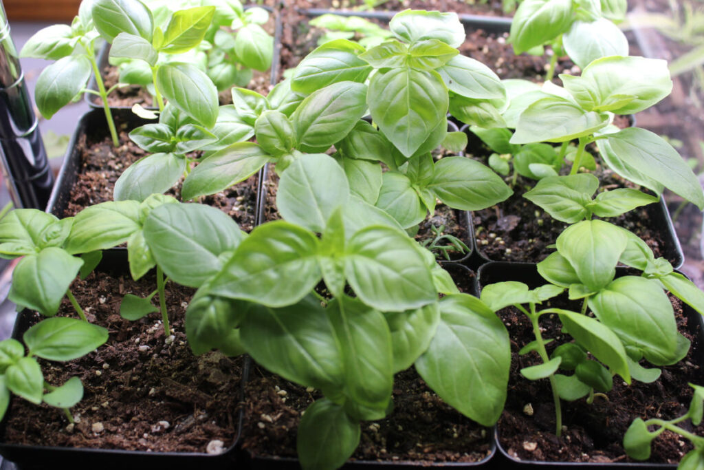 basil growing in nursery pots