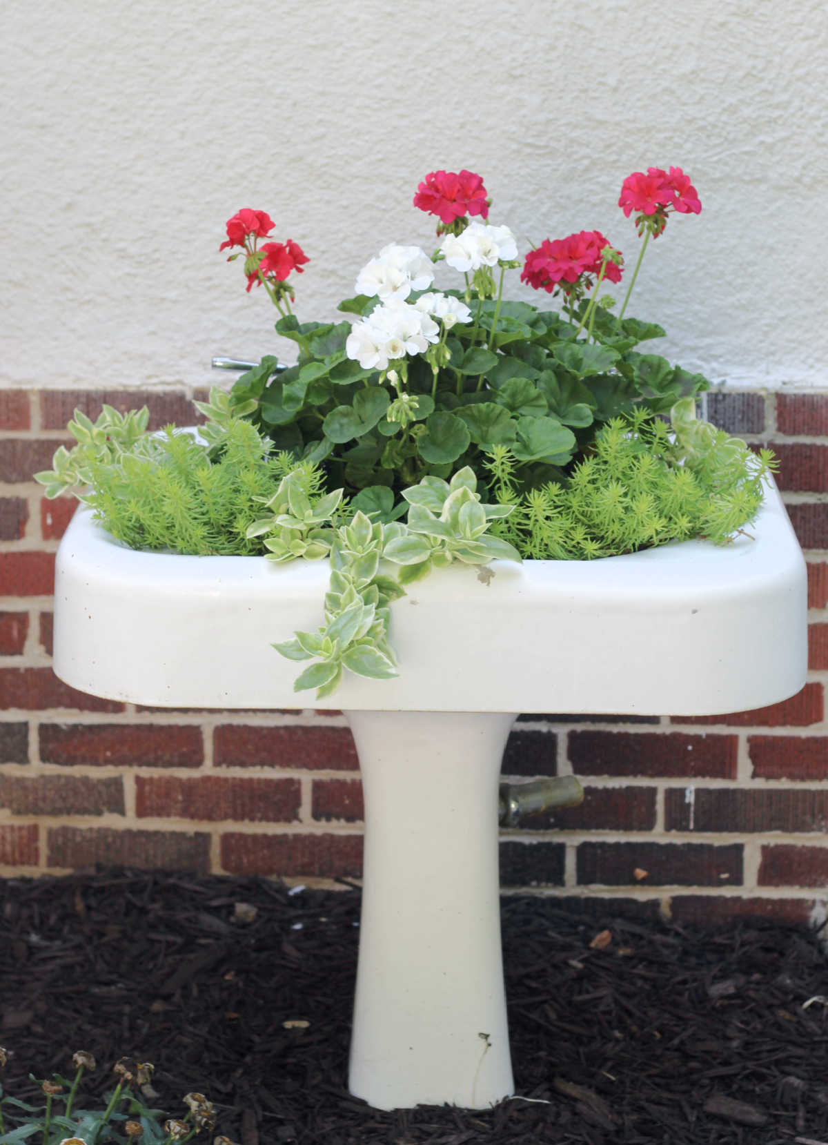 Vintage bathroom pedestal sink with geraniums and green plants spilling over.