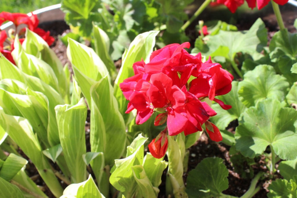 closeup of red geraniums and varigated hostess in a metal pot.