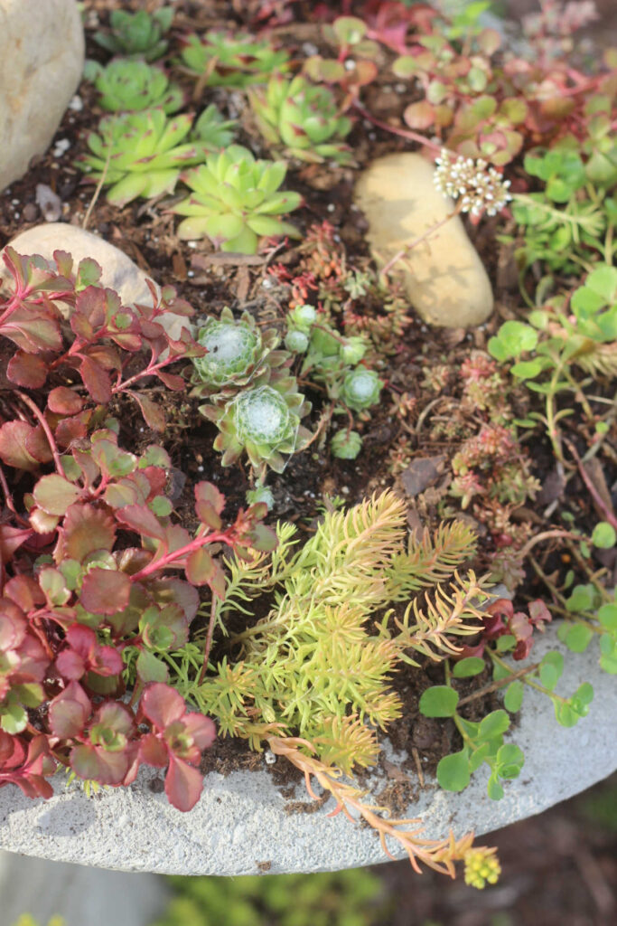 a close up view of succulents planted in in a concrete birdbath.