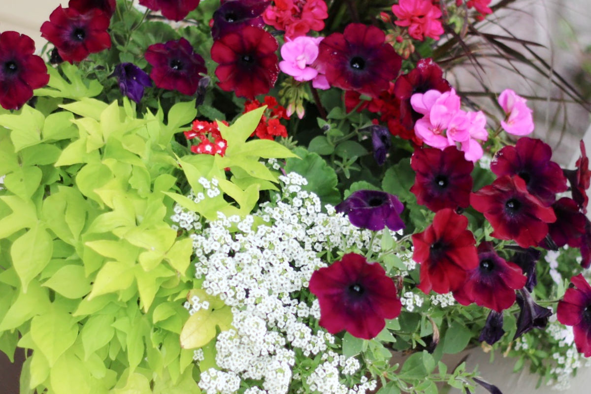 petunias and alyssum acting as the filler in this large planter