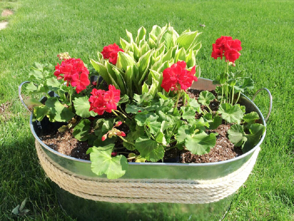 red geranium with hostas in a galvanized tub.