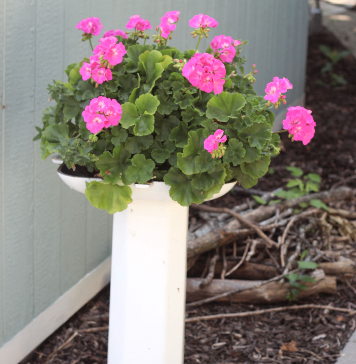 pink geraniums placed on a vintage sink pedestal.