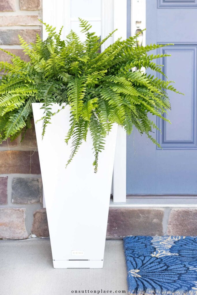 Simple green fern in a tall white planter on a front porch