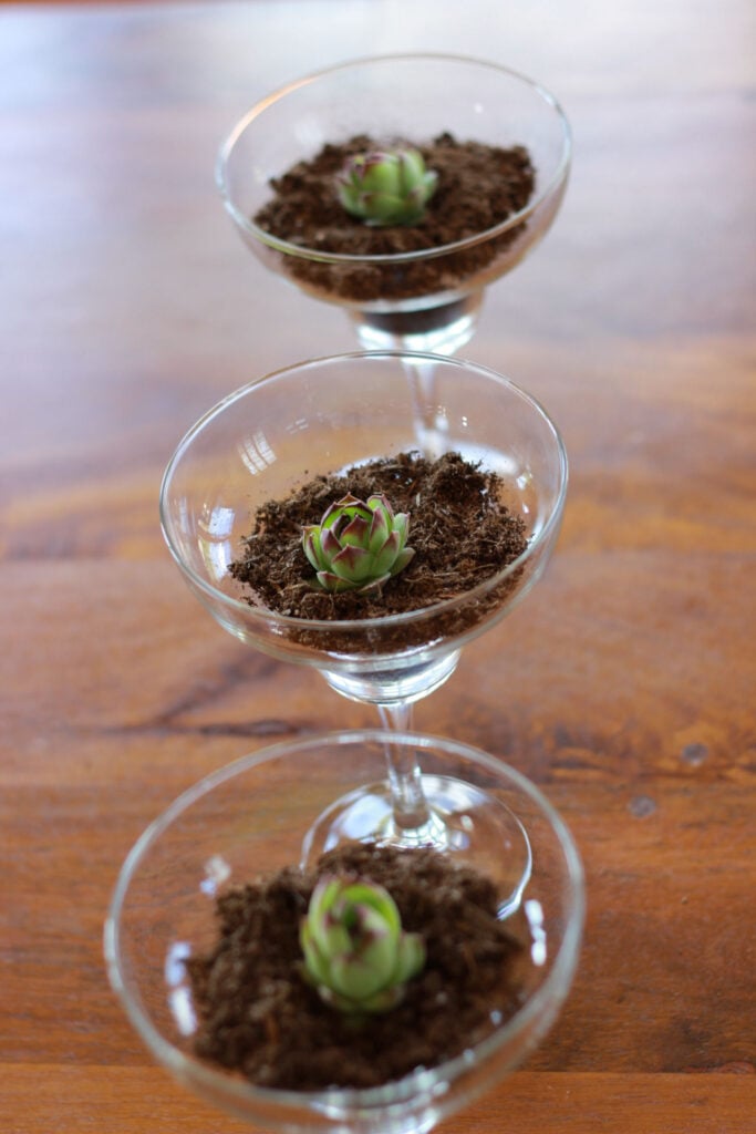 a centerpiece made of three margarita glasses with a little succulent in it.