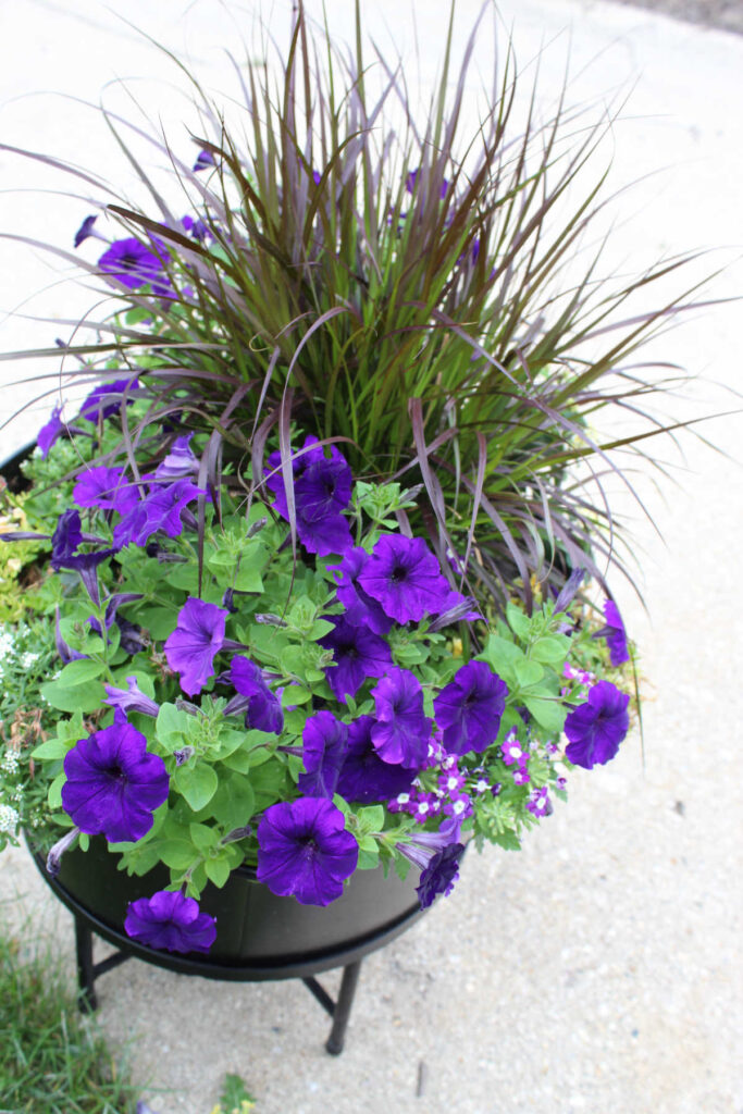 metal tub planter with purple geraniums and purple fountain grass.