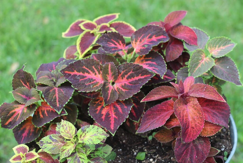 a variety of colorful coleus plants perfect for a shade container
