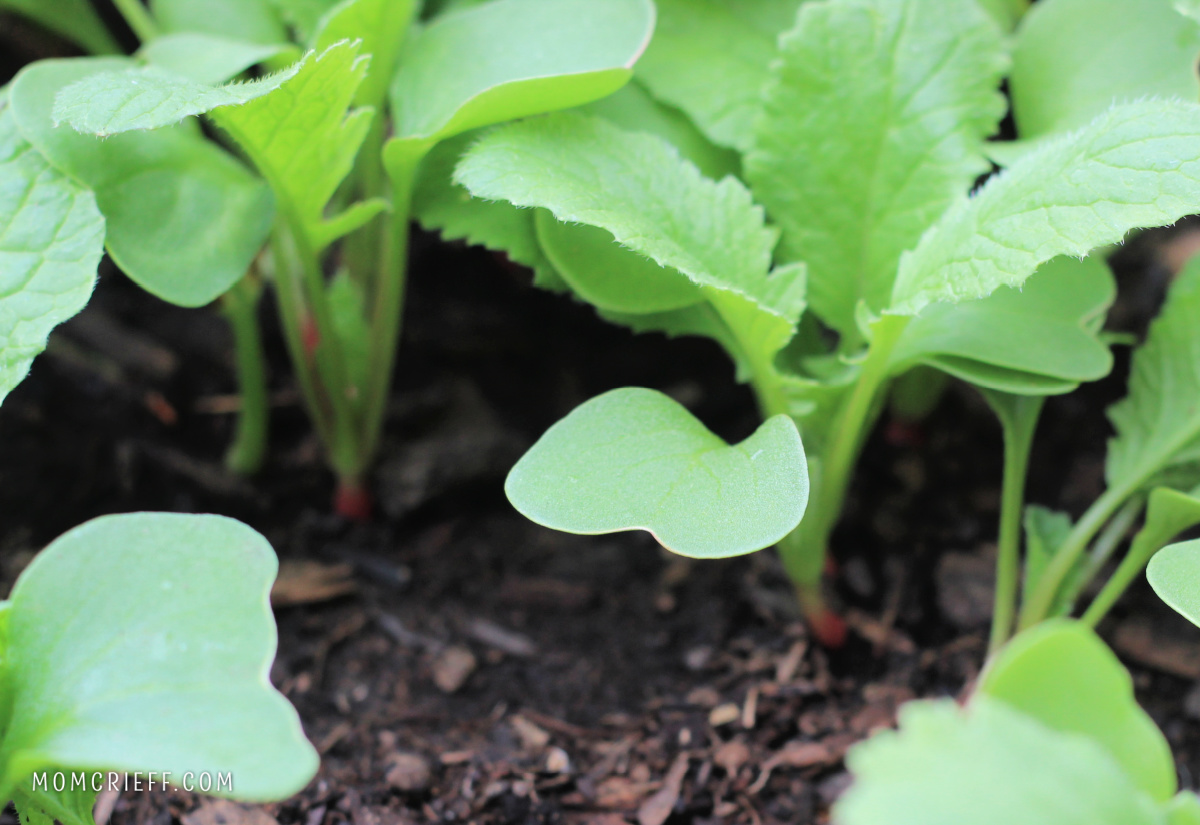 Radishes with thier first true leaves, ready to thin.