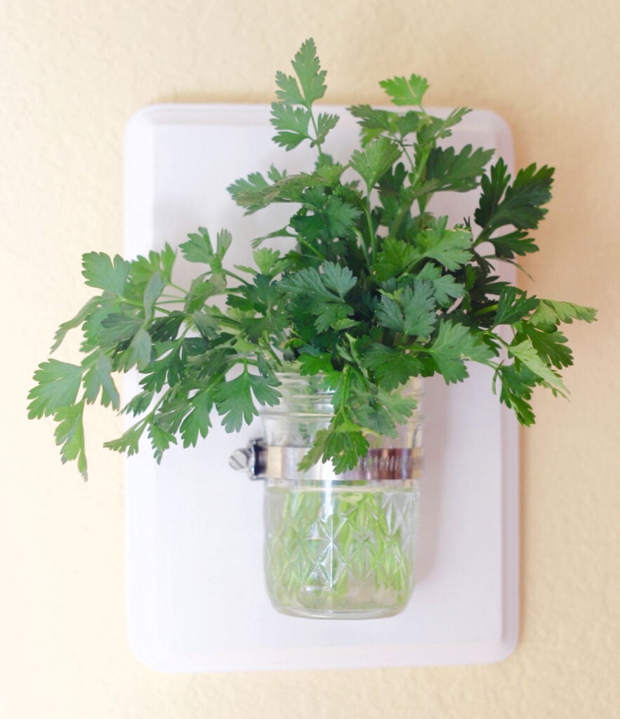 parsly in a wall mounted vase.