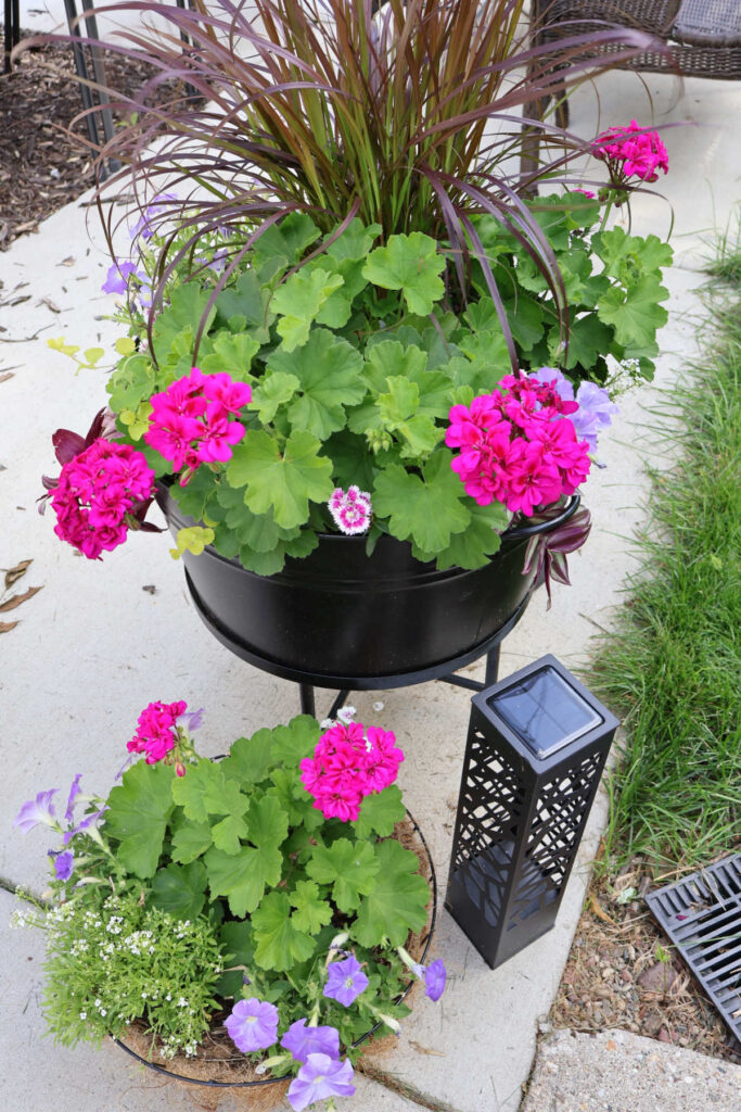 planters with pink geraniums