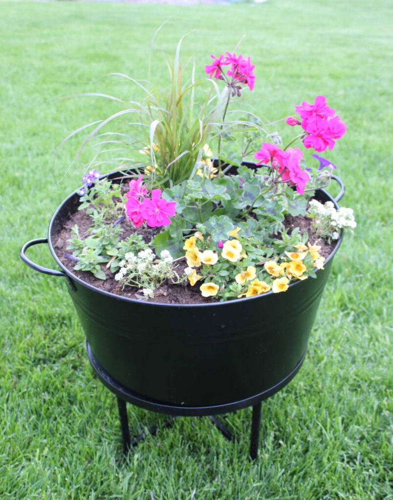 pink geraniums with yellow and white flowers in a black planter.