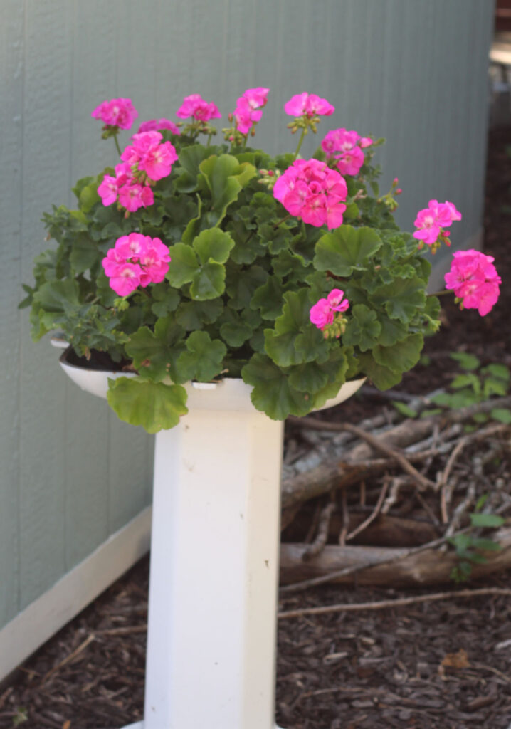 pink geraniums on a stand made of part of a bathroom sink.