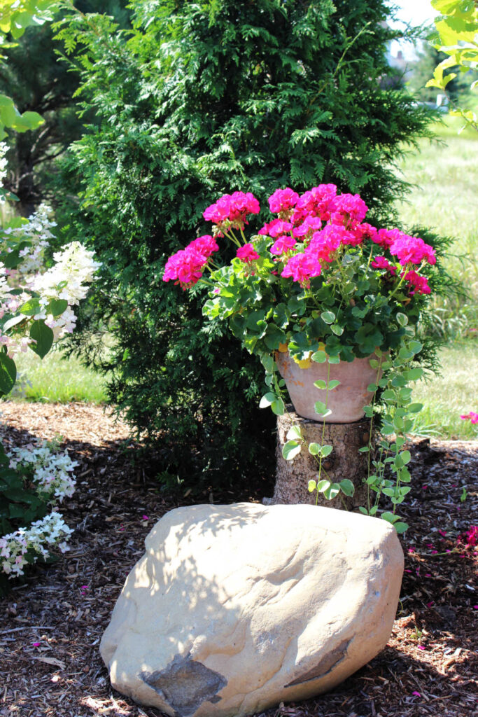 Pink geranium planter set on a cut log, behind a landscaping rock.