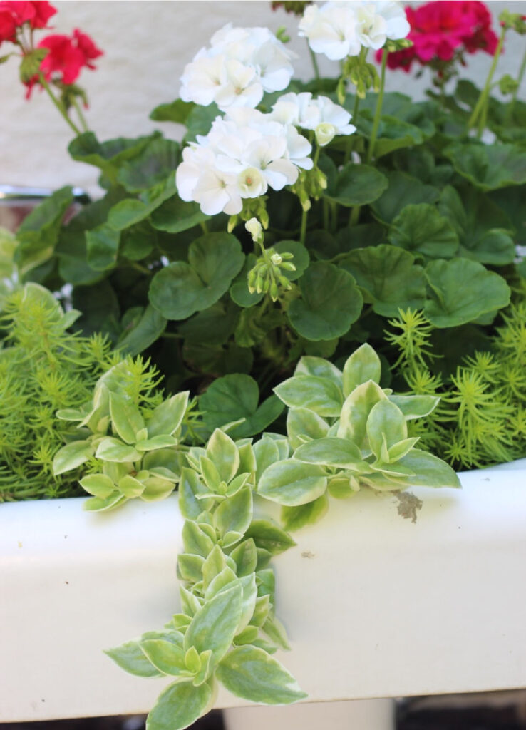 Red and white geraniums in a vintage bathroom sink.