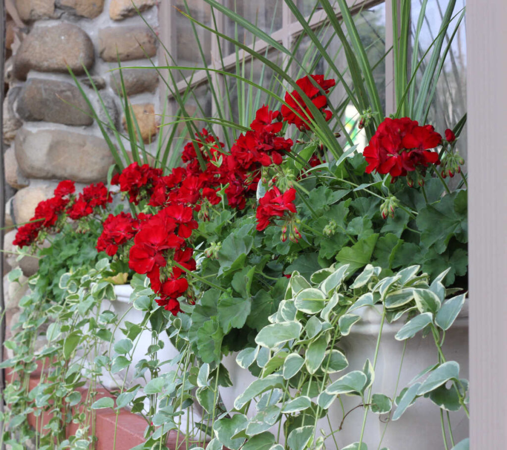 red geraniums, with spikey plants and vinca vine trailing.