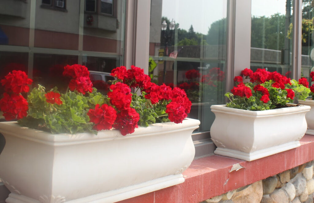 red geraniums in window boxes.