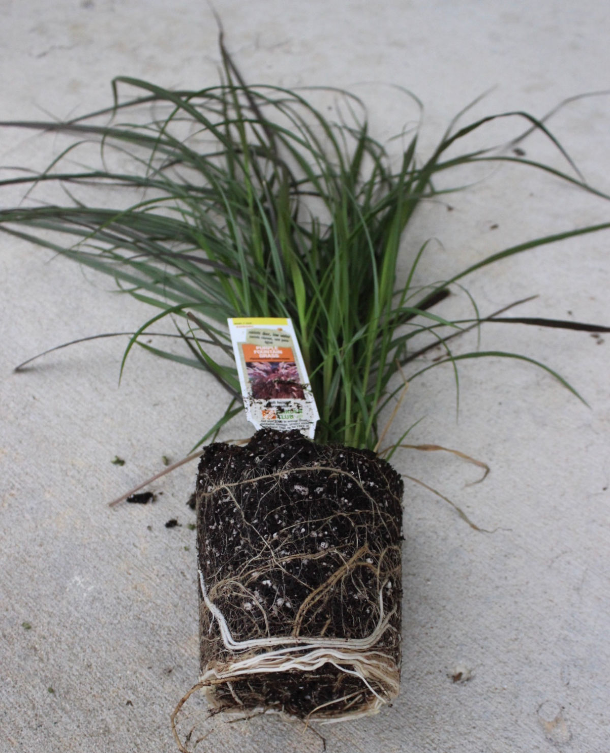 remove plants from pots and loosen roots prior to replanting