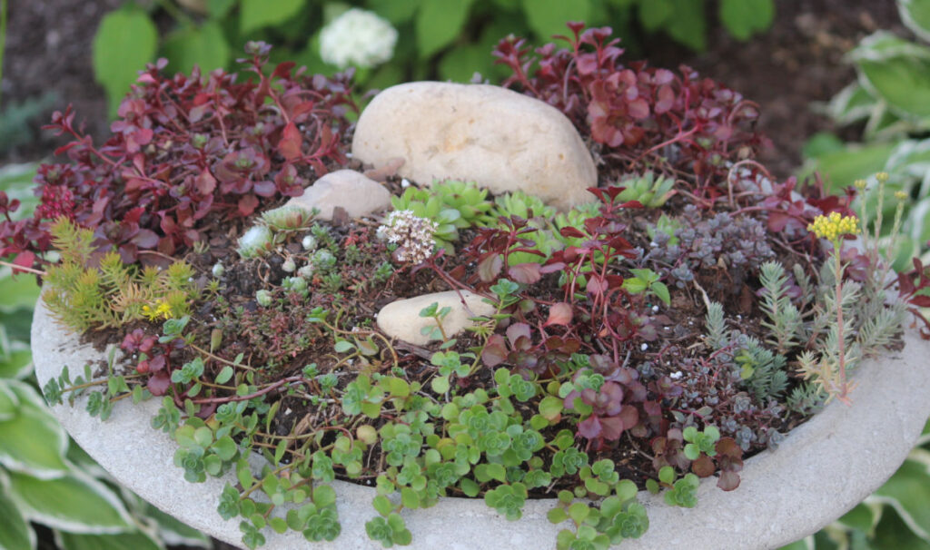 Rocks stragegically planted in concrete birdbath holding a succulent garden.