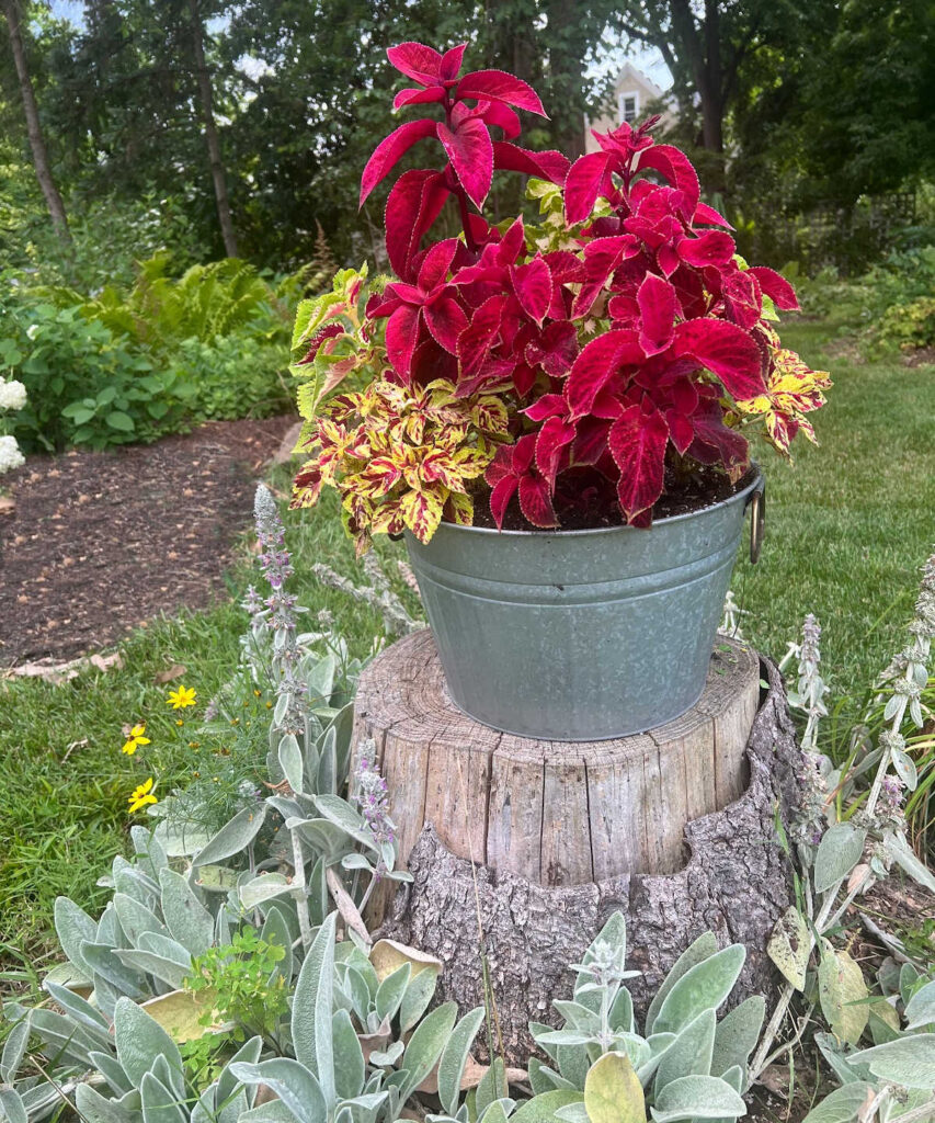 galvanized pail with multicolored coleus.