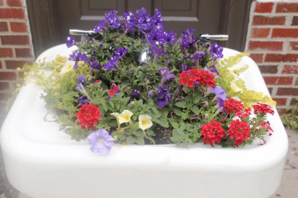 Beautiful petunias and red plants in vintage white sink turned planter.