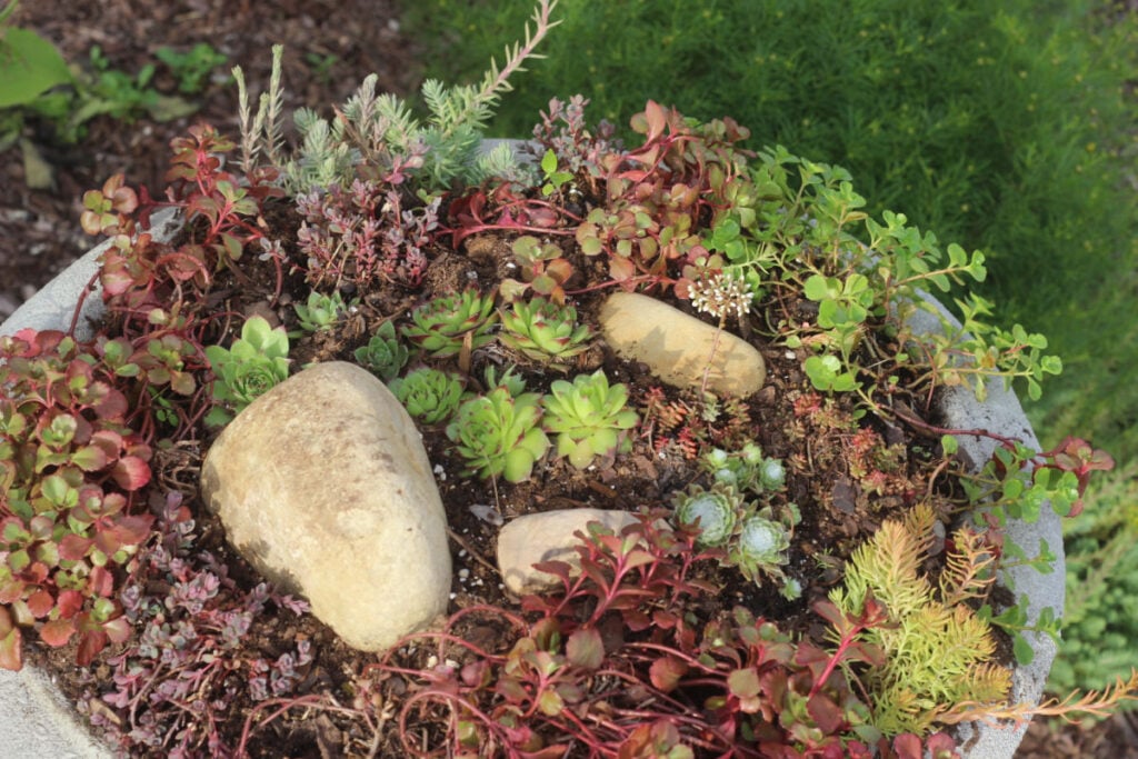 succulent plants nestled into the soil in my newly planted bird bath.