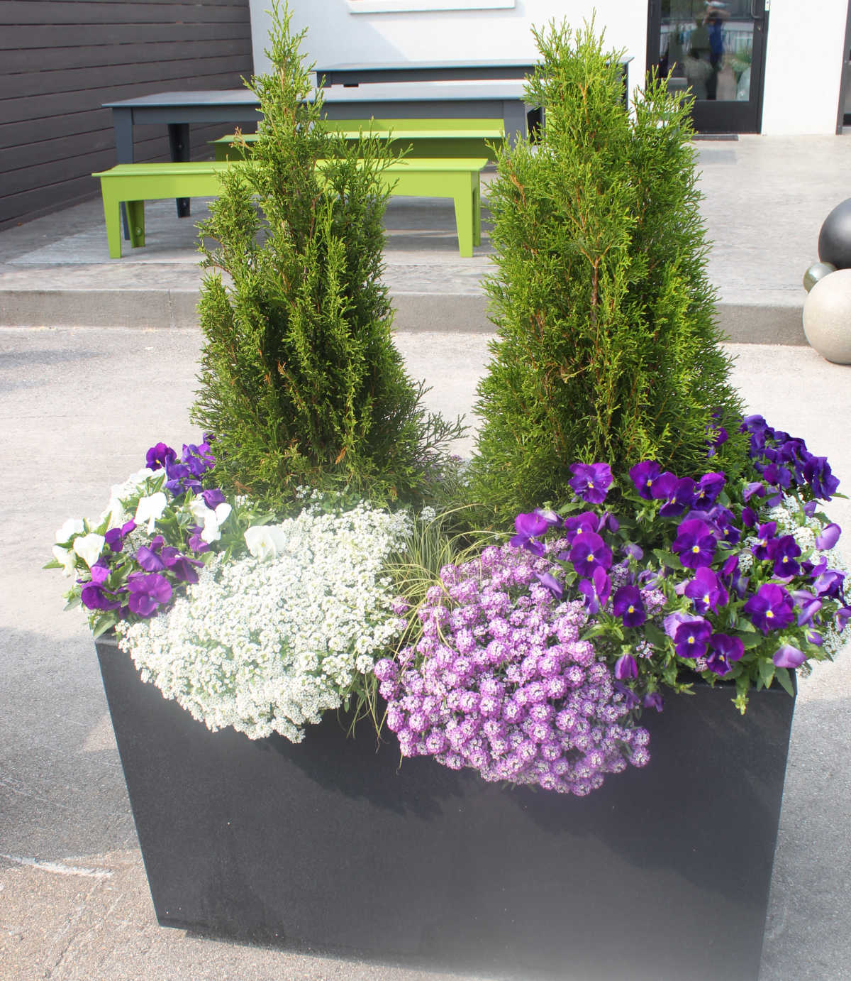 Tall planters with tall young trees to create a privacy fence.