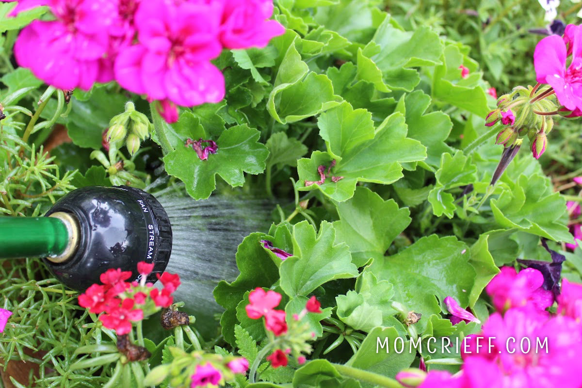 watering plants with a watering wand