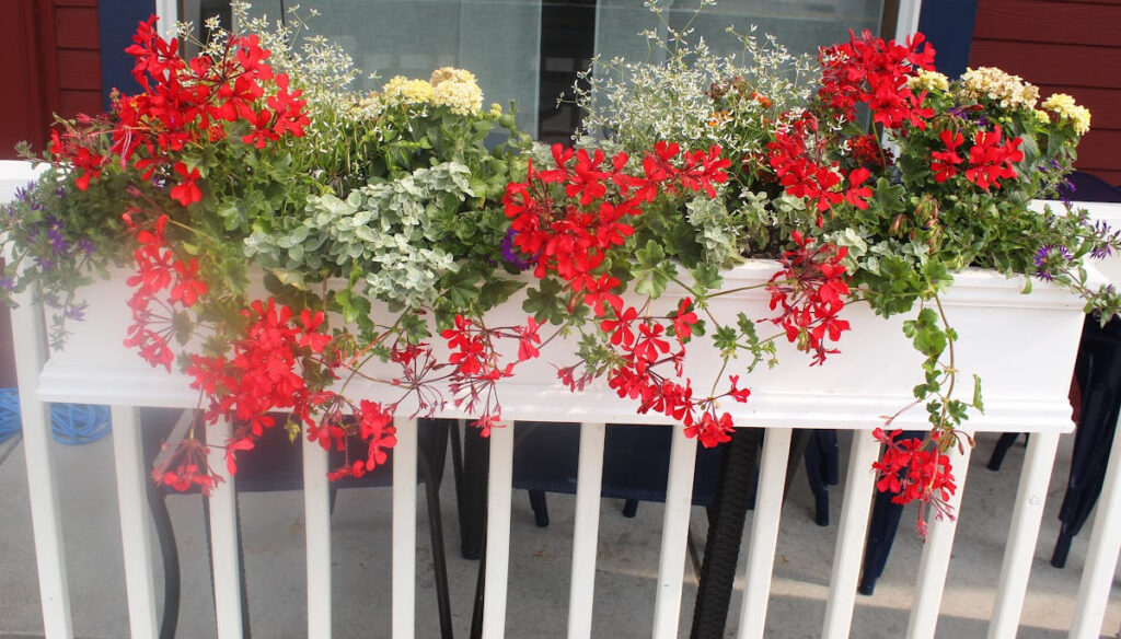 red ivy geraniums in a window box