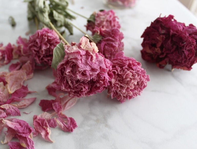 dried pink and dark pink peonies with some peony petals strewn near the flowers.