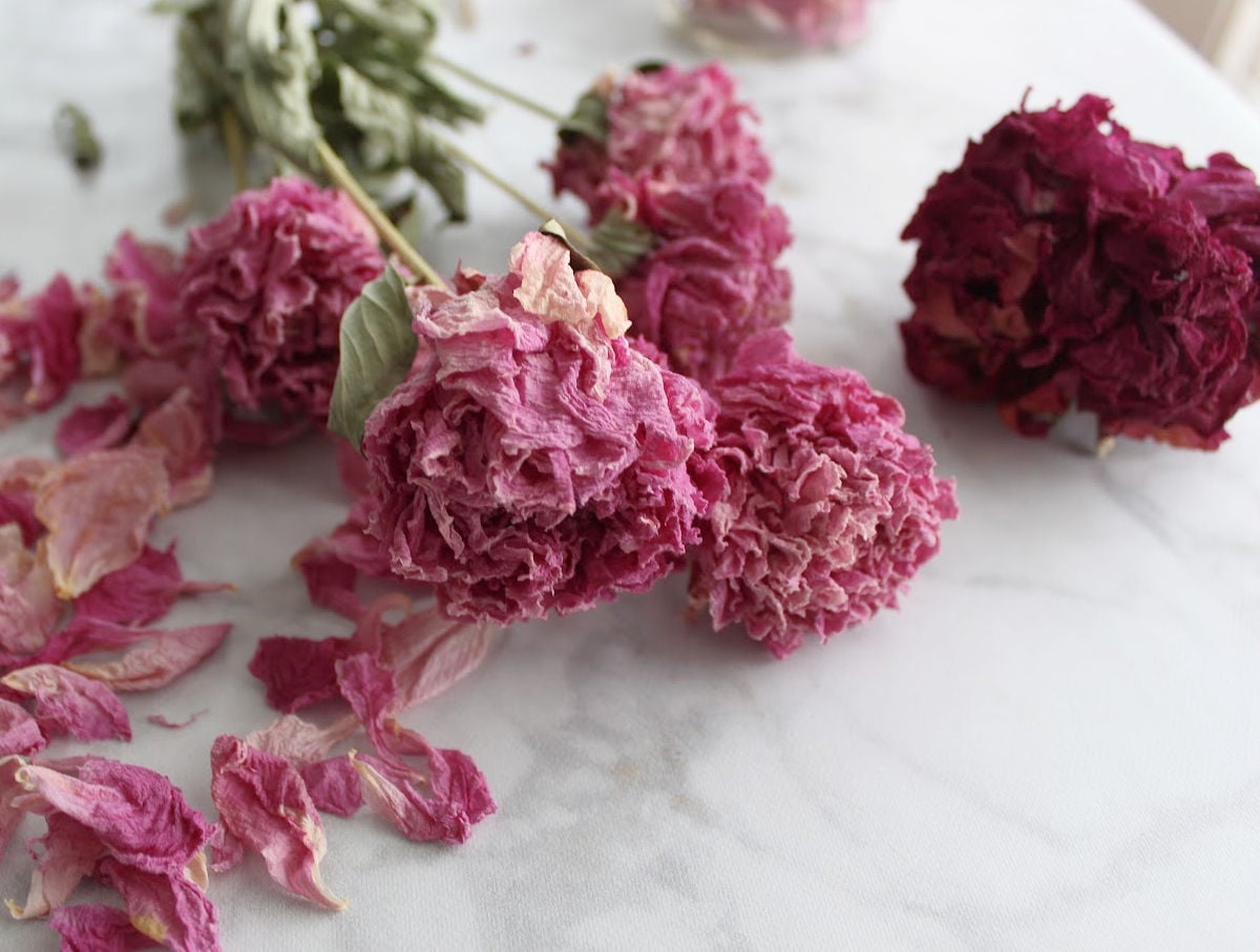 dried pink and dark pink peonies with some peony petals strewn near the flowers.