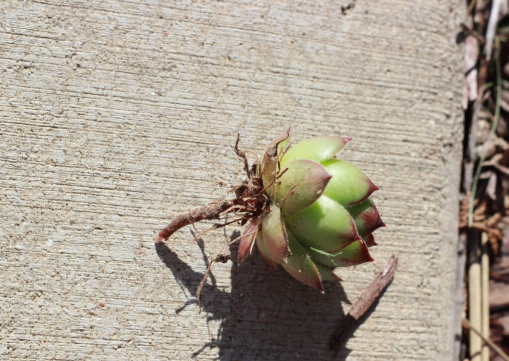 A small hen from (hens and chicks succulents) with roots.