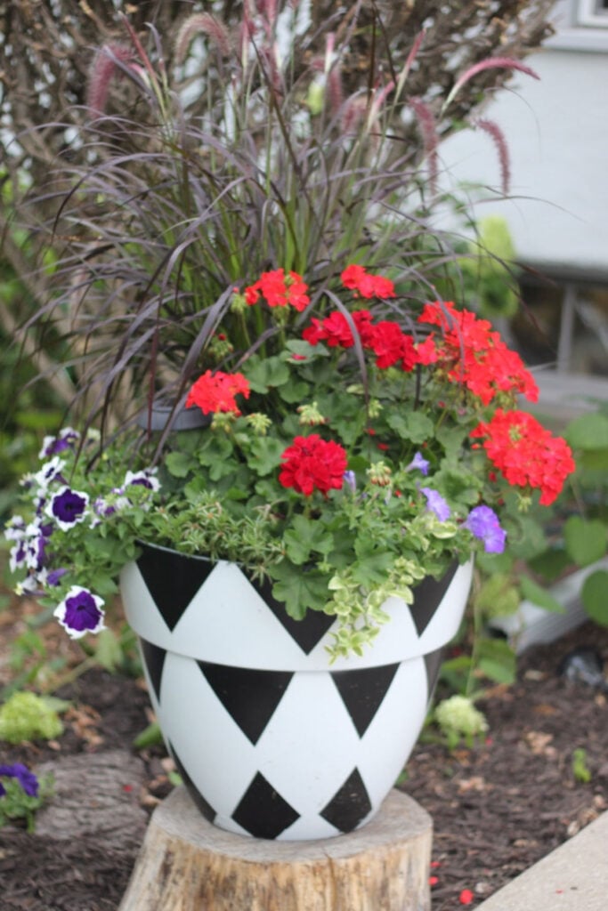 Black and white planter with red geraniums and purple petunias in it.