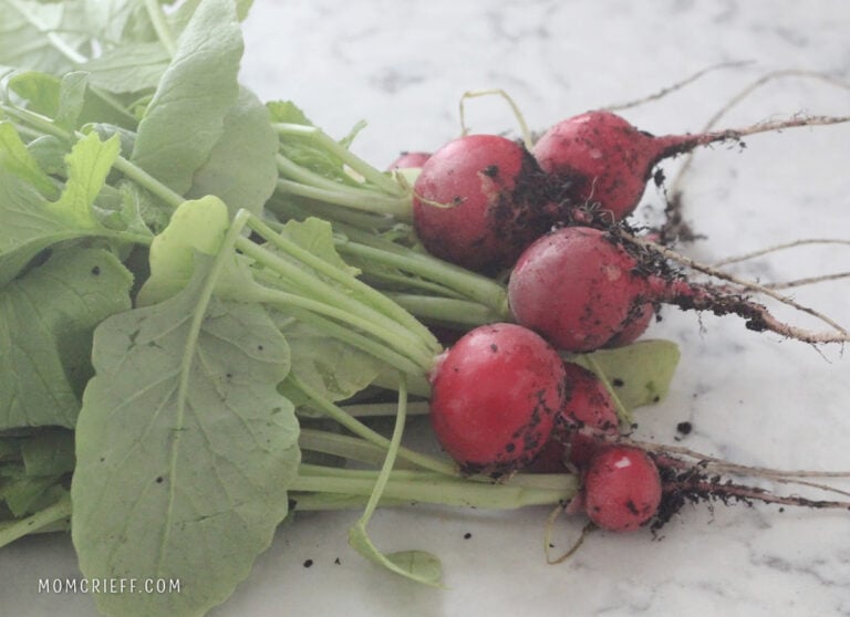 a bunch of radishes fresh from the garden on the counter