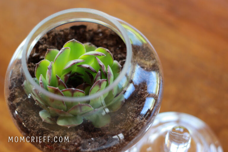 large single hen (hens and chicks plant) displayed in a glass apothocary jar with a lid.