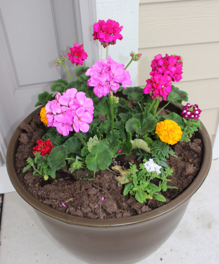 How to Plant Flowers in a Pot (Beginner Step-by-Step Guide)