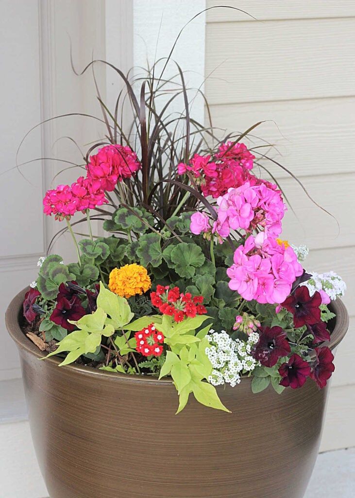 front door planter with pink geraniums, marigolds, grasses for height and sweet potato vine.